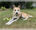 Small #1 Mutt