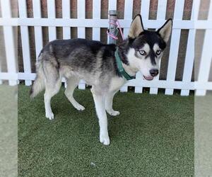 Siberian Husky Dogs for adoption in Modesto, CA, USA