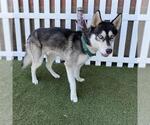 Small Siberian Husky