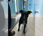 Small Labrador Retriever Mix