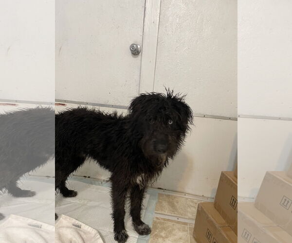 Medium Photo #2 Aussie Siberian Puppy For Sale in York, SC, USA