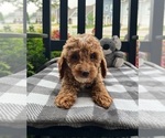 Small Photo #3 Goldendoodle (Miniature) Puppy For Sale in INDIANAPOLIS, IN, USA