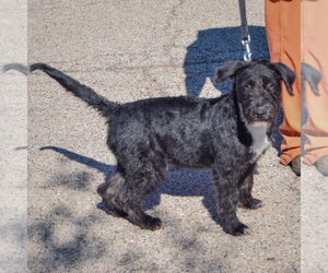 Turtle - Male Mutt Dog for Adoption - Photo #2
