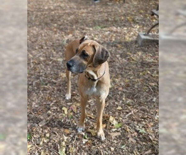 Medium Photo #2 Great Dane Puppy For Sale in Brooklyn, NY, USA
