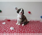 Puppy Zella Saint Berdoodle