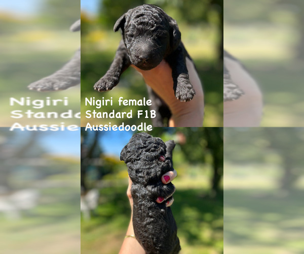 Medium Photo #3 Aussiedoodle Puppy For Sale in OLYMPIA, WA, USA