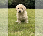 Puppy Puppy 2 Goldendoodle-Poodle (Toy) Mix
