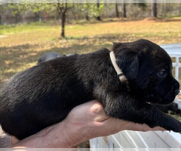 Medium Photo #45 Rotticorso Puppy For Sale in REEVESVILLE, SC, USA
