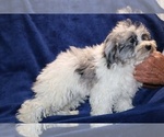 Small #8 ShihPoo