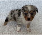 Small Photo #6 Miniature Australian Shepherd Puppy For Sale in ARDMORE, OK, USA