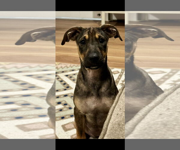 Medium Photo #2 Mutt Puppy For Sale in NYC, NY, USA