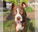 Small #13 American Pit Bull Terrier Mix