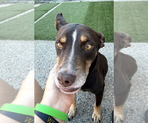 Patsy Outlaw - Female Mutt Dog for Adoption - Photo #3