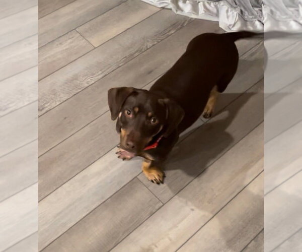 Medium Photo #2 Dachshund Puppy For Sale in Tampa, FL, USA