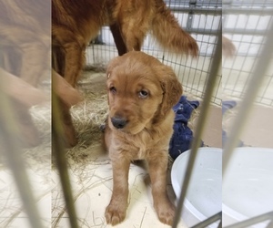 Golden Retriever Puppy for sale in SUMMERFIELD, FL, USA