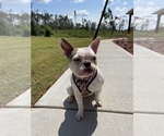 Small Photo #2 Faux Frenchbo Bulldog Puppy For Sale in NEWNAN, GA, USA