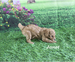 Small #8 Poodle (Toy)