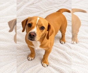 Frengle Dogs for adoption in La Verne, CA, USA