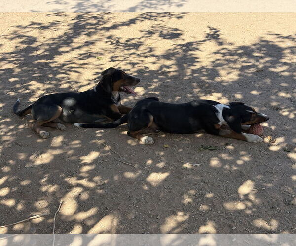Medium Photo #1 Beagle Puppy For Sale in Apple Valley, CA, USA