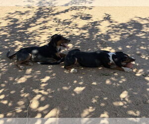 Beagle Dogs for adoption in Apple Valley, CA, USA