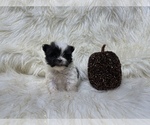 Small Photo #42 Shiranian Puppy For Sale in HAYWARD, CA, USA
