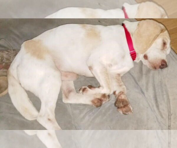 Medium Photo #7 Beagle Puppy For Sale in Dunnellon, FL, USA