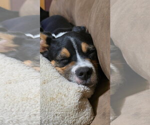 Mutt Dogs for adoption in Fort Collins, CO, USA