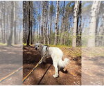 Small #7 Great Pyrenees