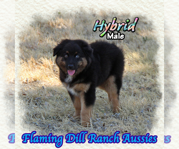 Medium Photo #1 Miniature Australian Shepherd Puppy For Sale in FORESTBURG, TX, USA