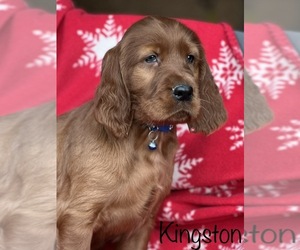 Irish Setter Puppy for sale in SHEDD, OR, USA