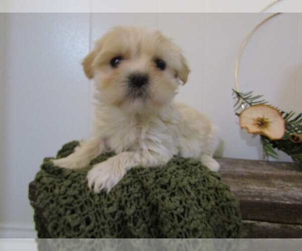 Medium Photo #22 Maltipoo Puppy For Sale in SUGARCREEK, OH, USA
