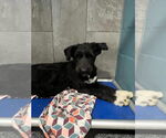 Small #3 Mutt