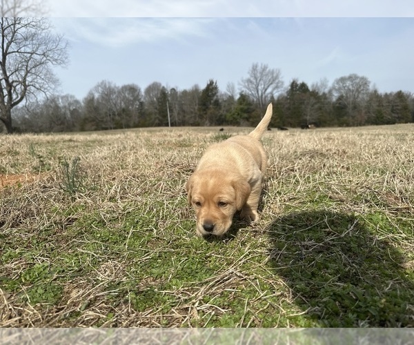Medium Photo #1 Labrador Retriever Puppy For Sale in ABBEVILLE, SC, USA