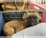 Small #2 French Bulldog Mix