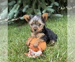 Small #2 Yorkshire Terrier