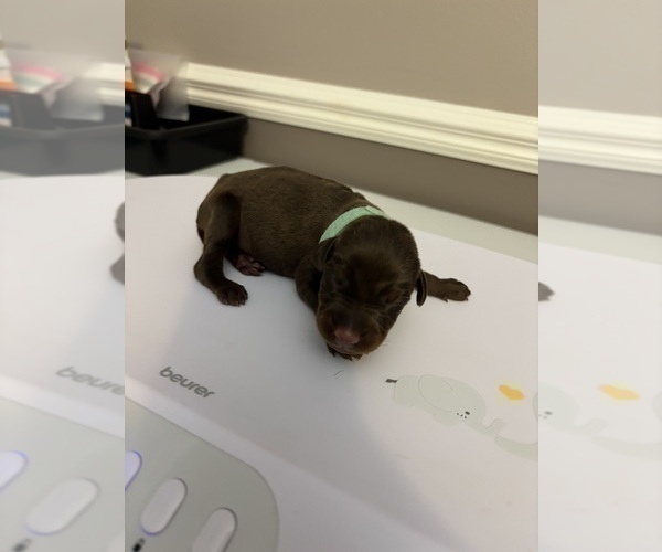 Medium Photo #4 Doberman Pinscher Puppy For Sale in MACOMB TOWNSHIP, MI, USA
