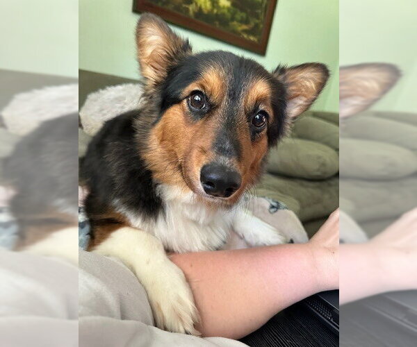Medium Photo #2 Mutt Puppy For Sale in Aurora, IN, USA