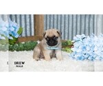 Small #26 Pug