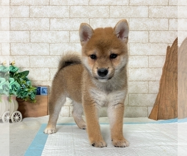 Medium Photo #1 Shiba Inu Puppy For Sale in DALLAS, TX, USA