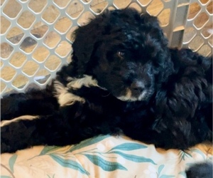Springerdoodle Puppy for sale in SHELBYVILLE, IN, USA