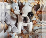 Small Photo #3 French Bulldog Puppy For Sale in W LINN, OR, USA