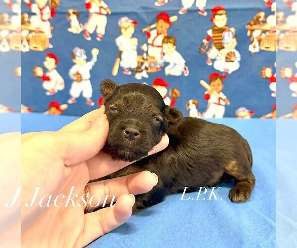Medium Photo #1 Yorkshire Terrier Puppy For Sale in WINNSBORO, LA, USA