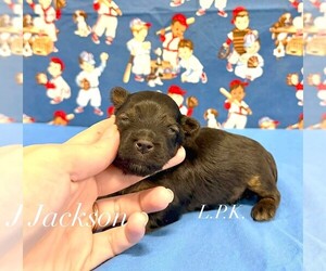 Yorkshire Terrier Puppy for sale in WINNSBORO, LA, USA