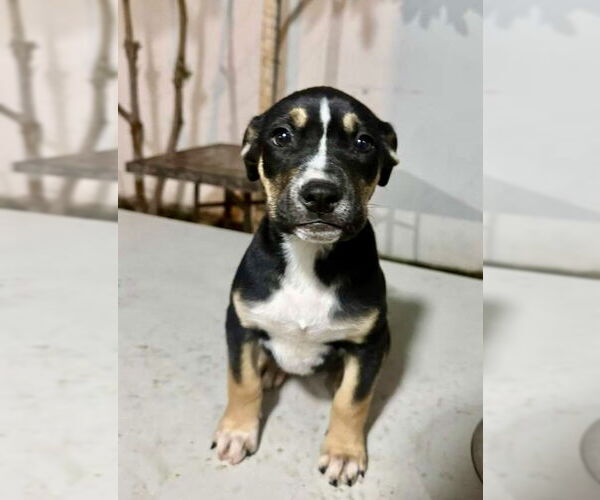 Medium Photo #2 Australian Kelpie-Labrador Retriever Mix Puppy For Sale in San Diego, CA, USA