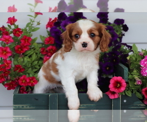 Cavalier King Charles Spaniel Puppy for sale in SHILOH, OH, USA