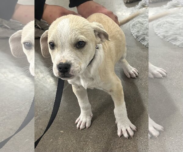 Medium Photo #4 American Staffordshire Terrier-Labrador Retriever Mix Puppy For Sale in Glendale , AZ, USA