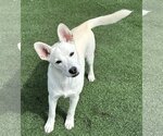 Small #3 Huskies  Mix