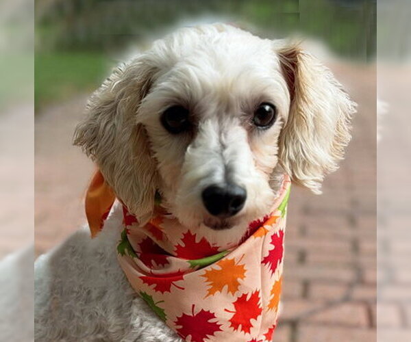 Medium Photo #1 Maltipoo (Miniature) Puppy For Sale in Arlington, VA, USA