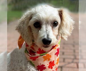 Maltipoo (Miniature) Dogs for adoption in Arlington, VA, USA