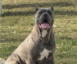 Mother of the Cane Corso puppies born on 02/12/2026